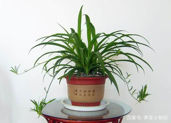 新裝修的門店放哪些植物可以凈化空氣？